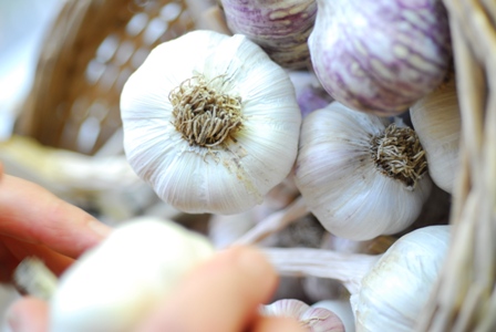 park hill garlic
