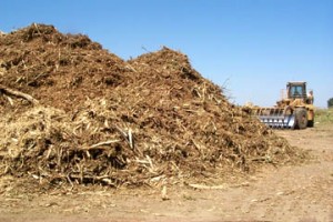 woodpulp in cheese