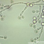 candida